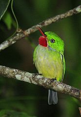 Jamaican Tody